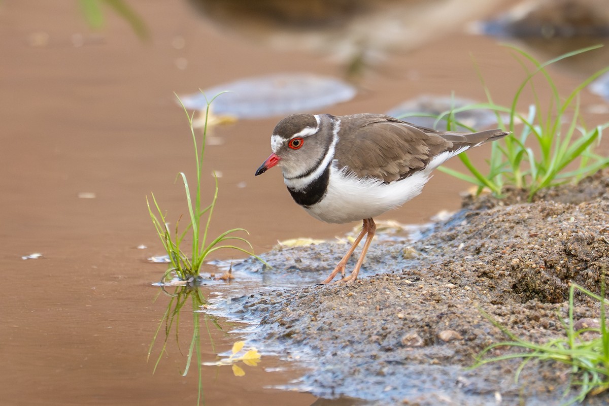 ミスジチドリ - ML644479794