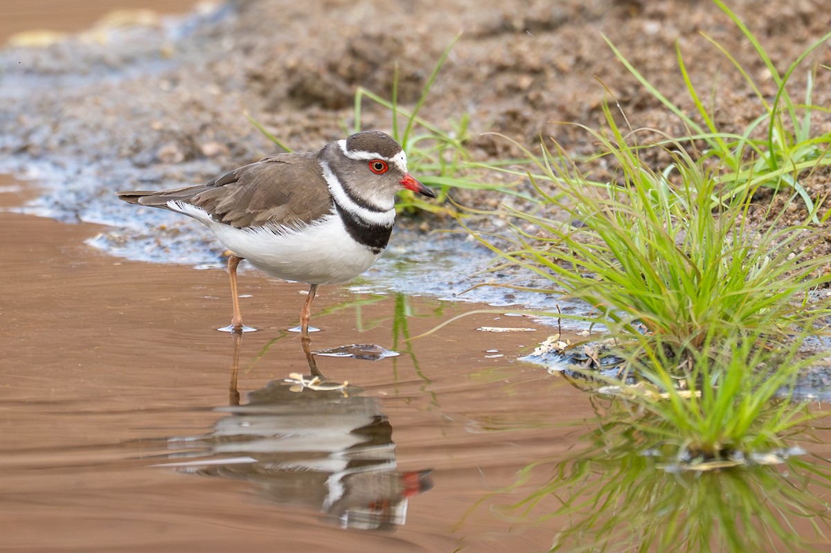 ミスジチドリ - ML644479795