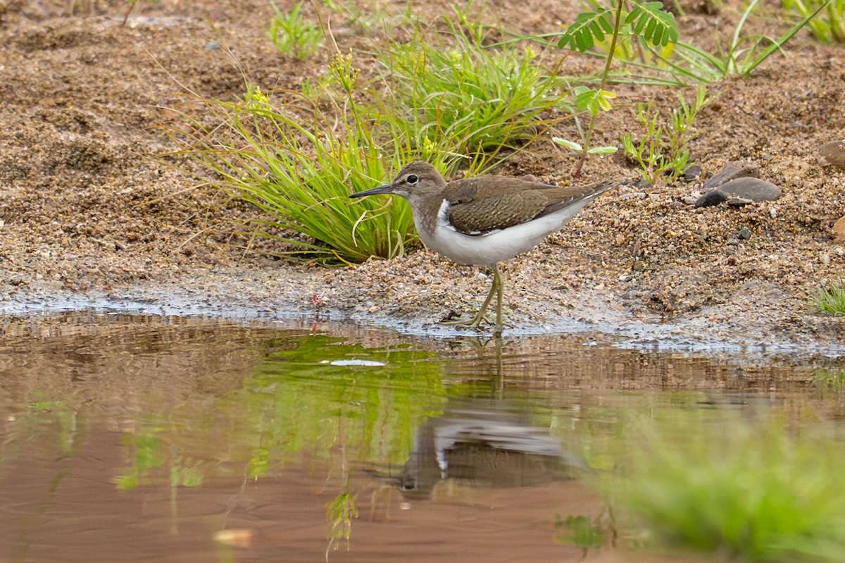 Хайргын хөгчүү - ML644479815