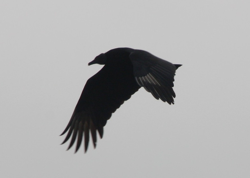 Zopilote beltza - ML644479816