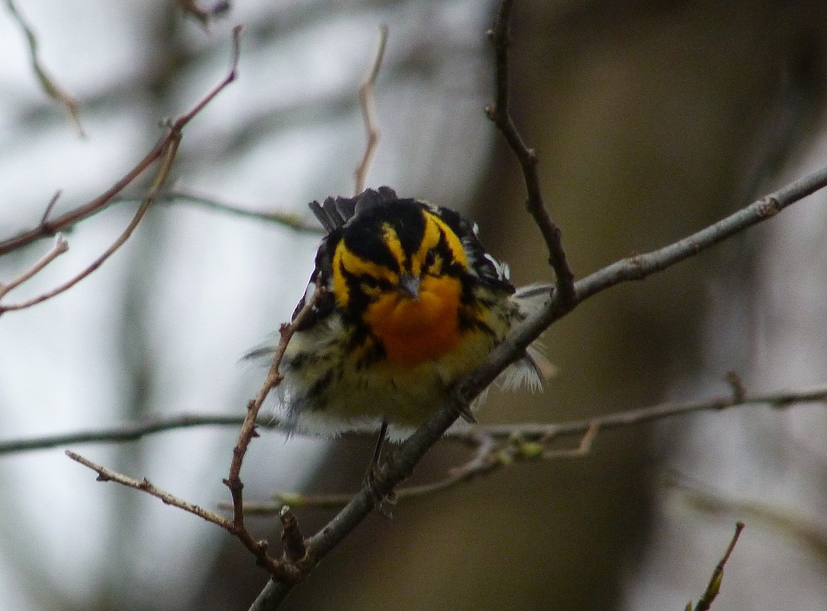 Turuncu Boğazlı Ötleğen - ML644479818