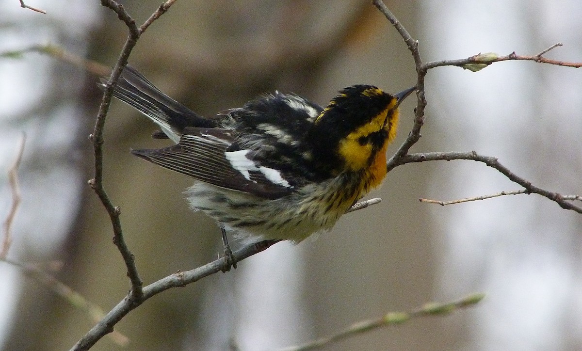 Turuncu Boğazlı Ötleğen - ML644479819