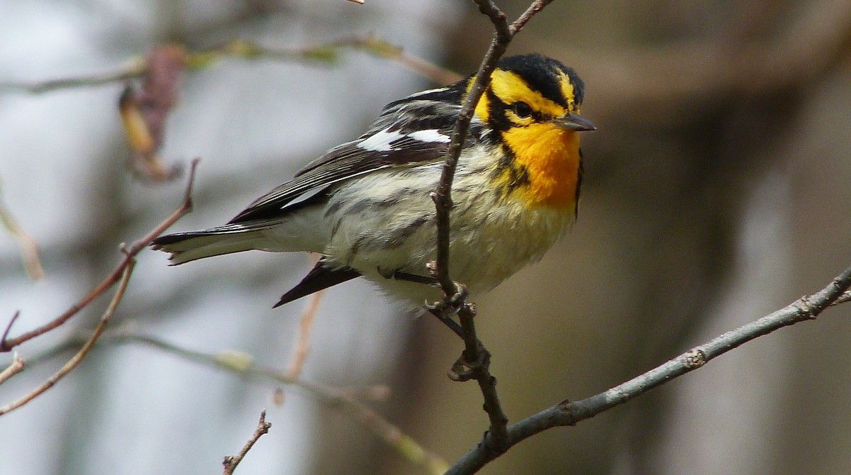 Turuncu Boğazlı Ötleğen - ML644479820