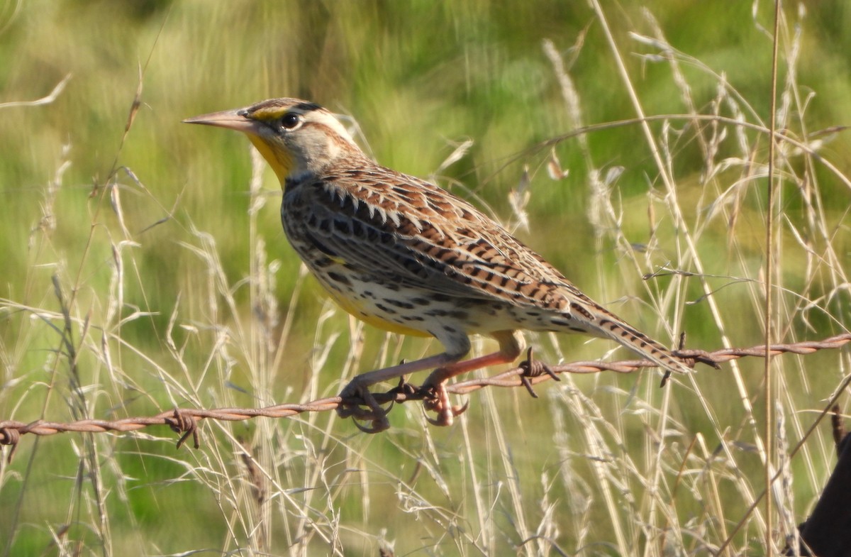 Western Meadowlark - ML644479824