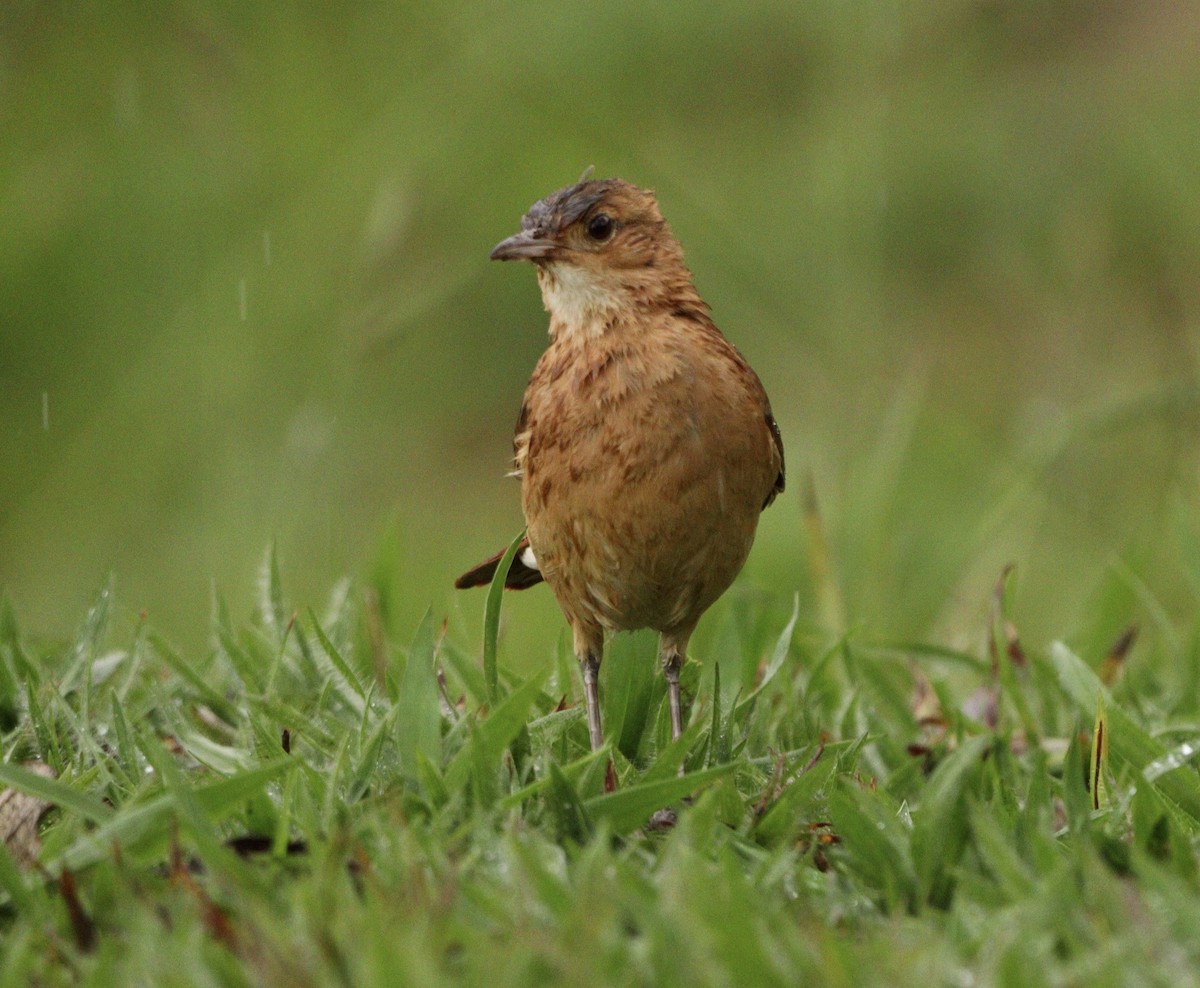 Pas Rengi Çömlekçikuşu - ML644479826