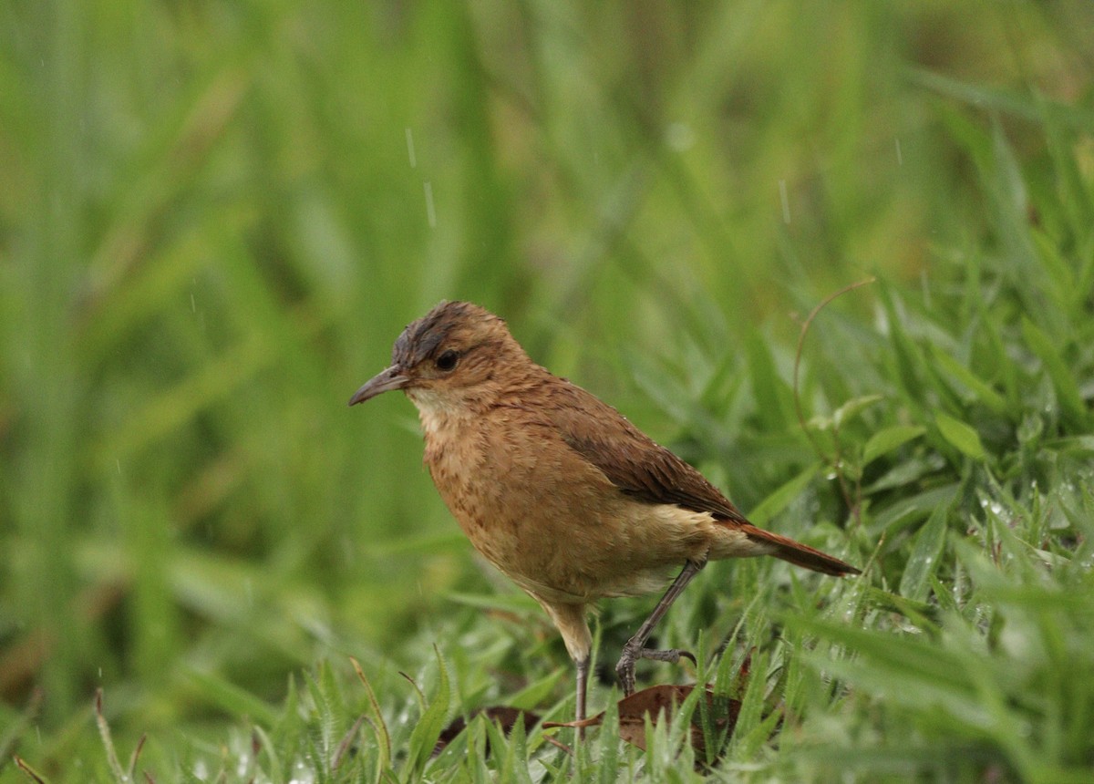Pas Rengi Çömlekçikuşu - ML644479827