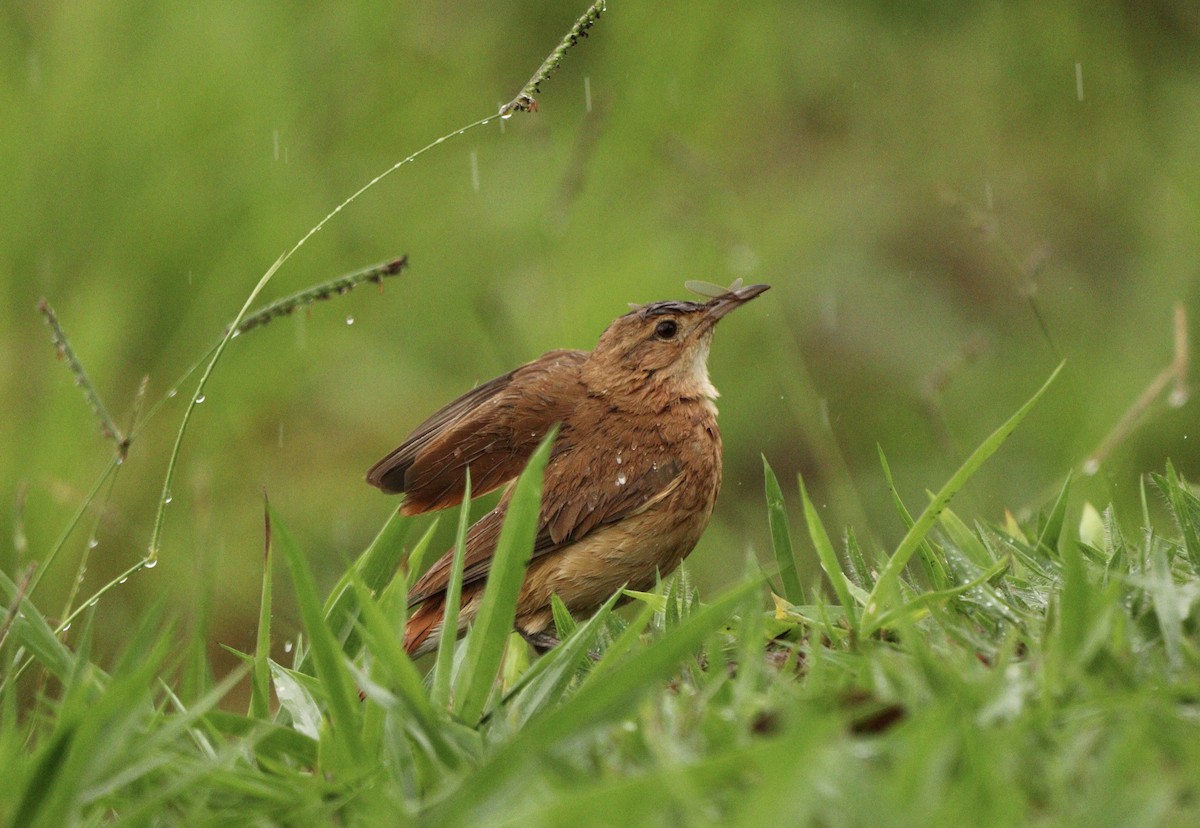 Pas Rengi Çömlekçikuşu - ML644479828