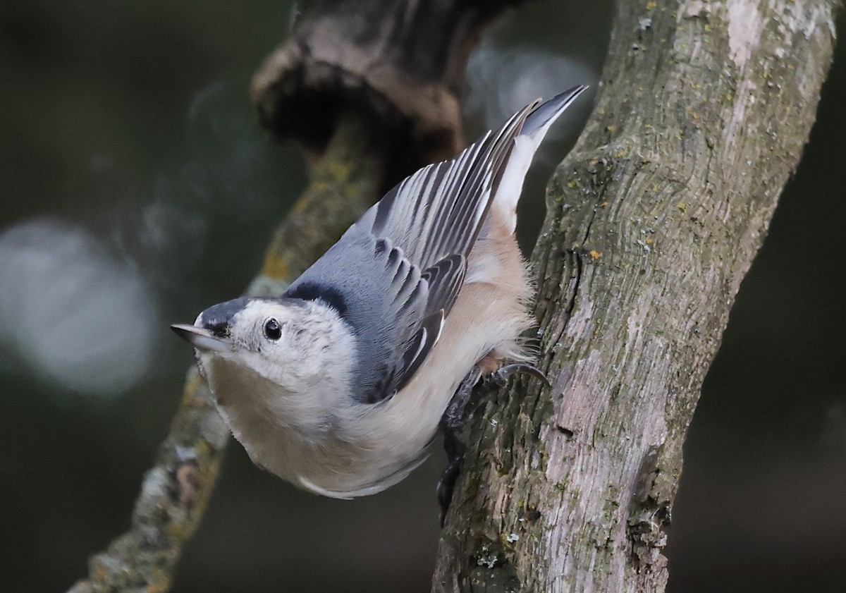 White-breasted Nuthatch - ML644479831