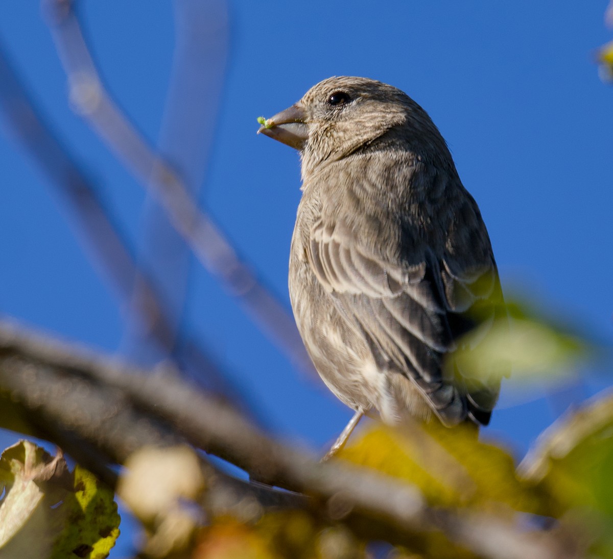 House Finch - ML644479834