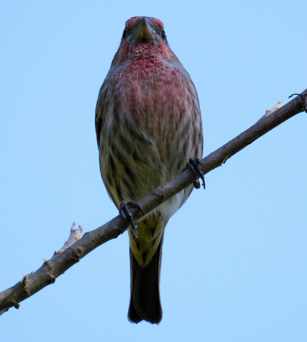 House Finch - ML644479835