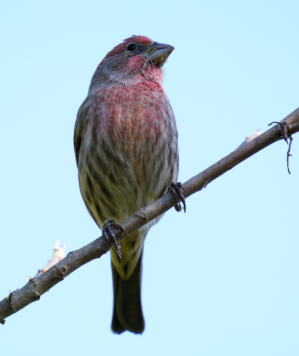 House Finch - ML644479836