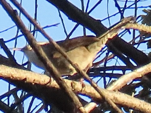 Troglodyte de Bewick - ML644479837