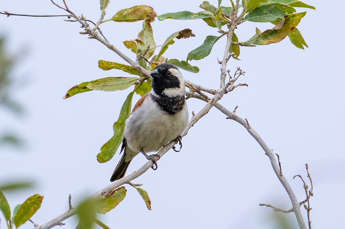 Cape Sparrow - ML644479843