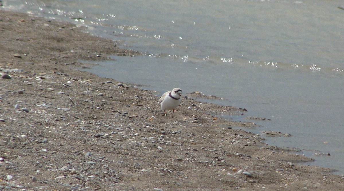 Islıkçı Cılıbıt - ML644479846