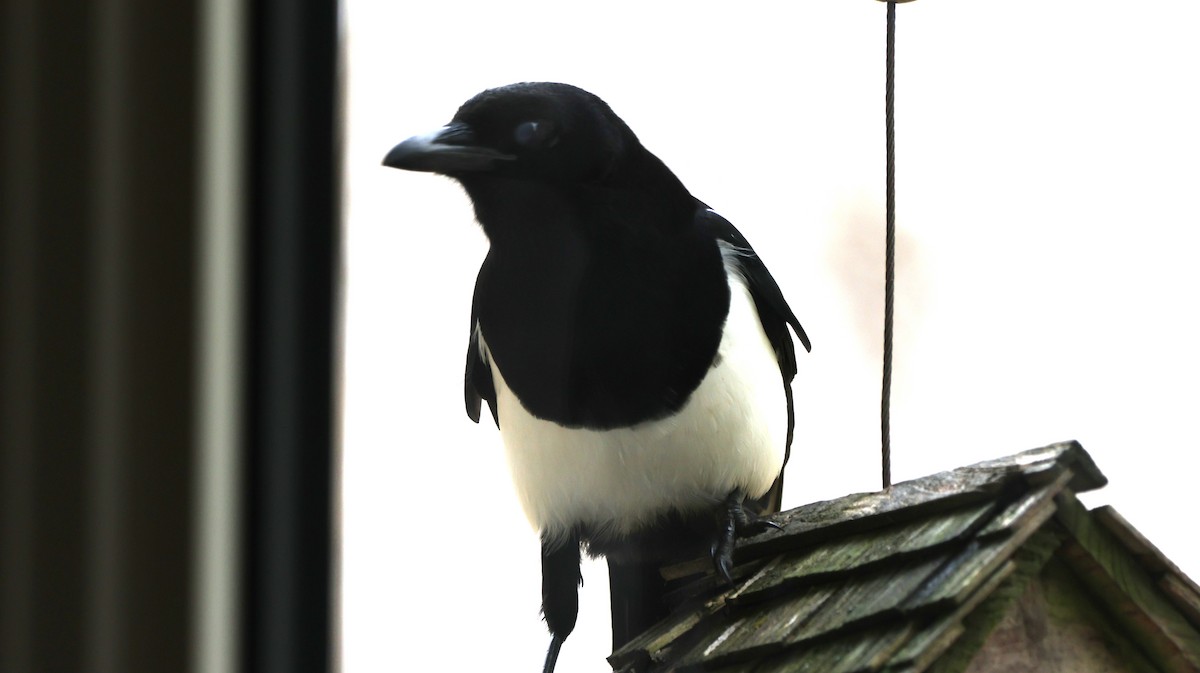 Black-billed Magpie - ML644479848