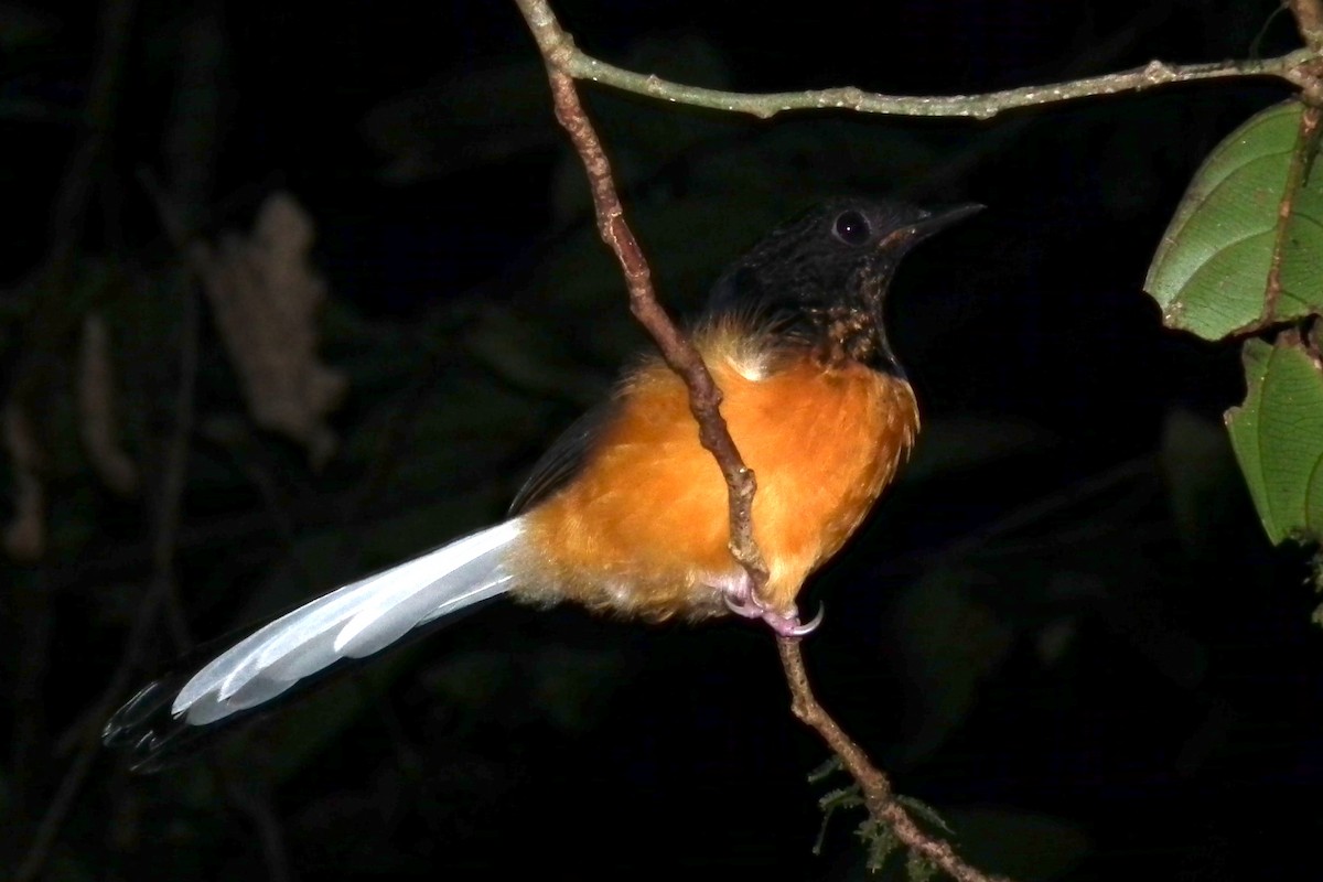 White-rumped Shama - ML644479851