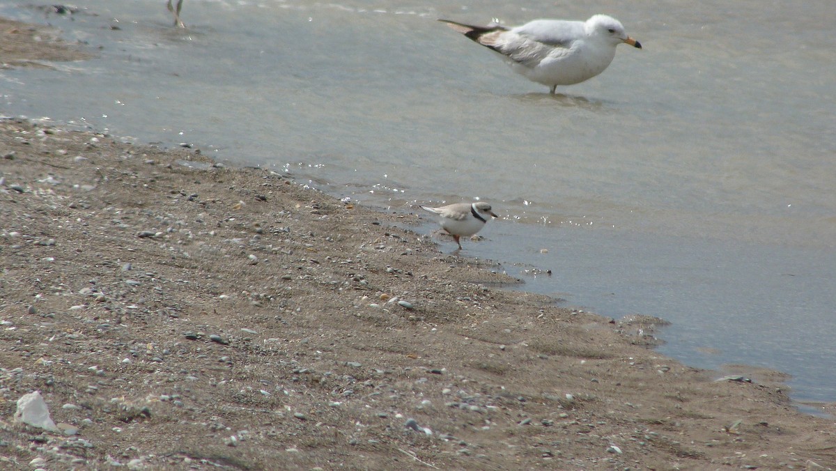 Islıkçı Cılıbıt - ML644479859