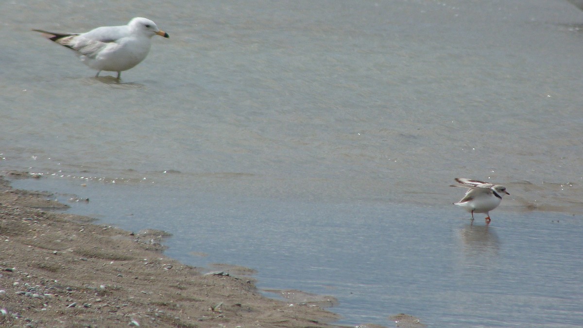 Islıkçı Cılıbıt - ML644479860