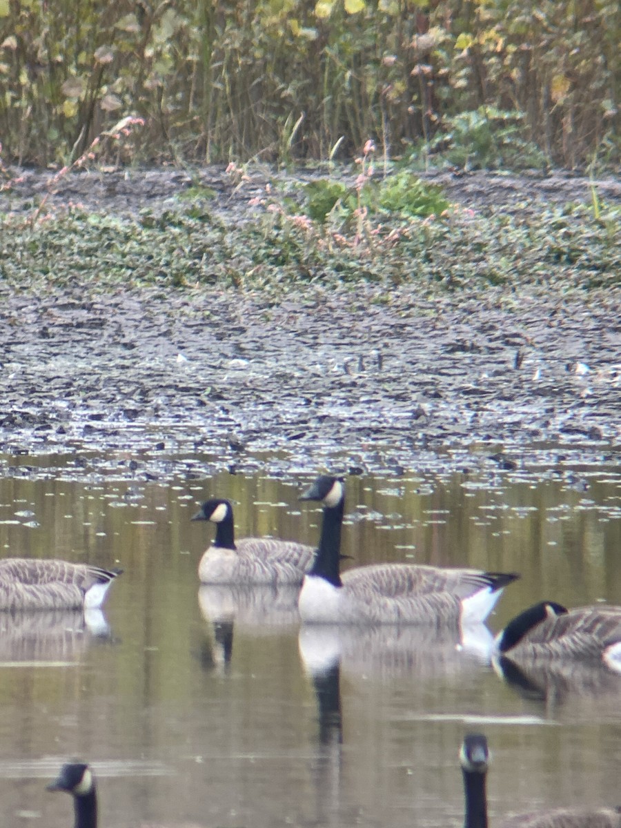 Cackling Goose - ML644479862