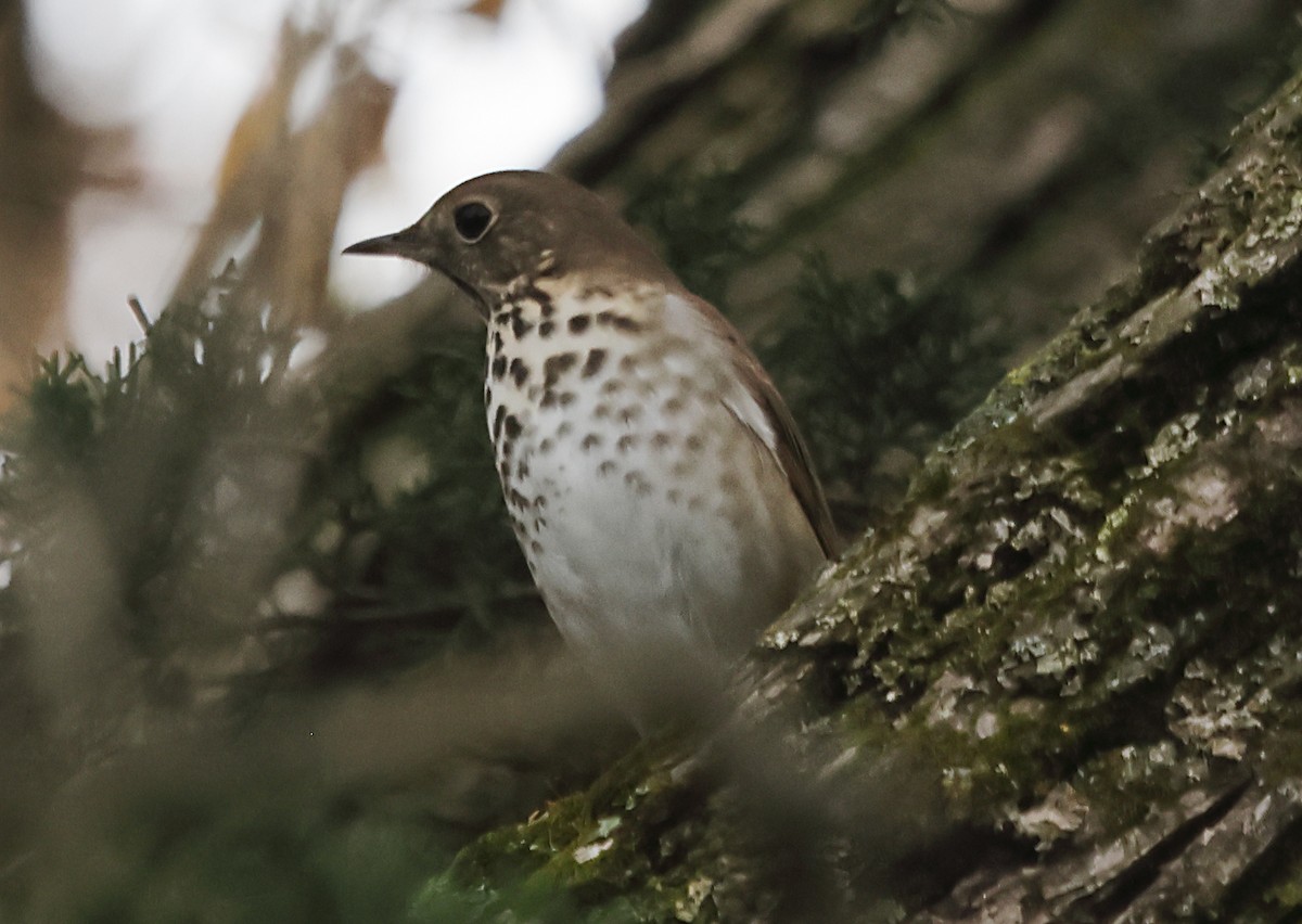 Hermit Thrush - ML644479867