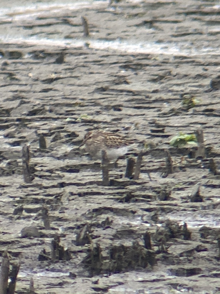 Pectoral Sandpiper - ML644479876