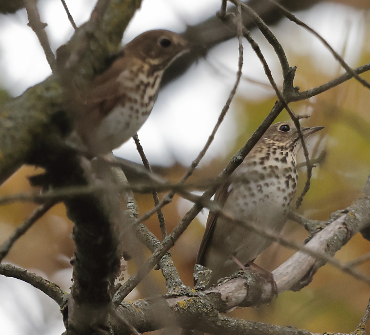 Hermit Thrush - ML644479877