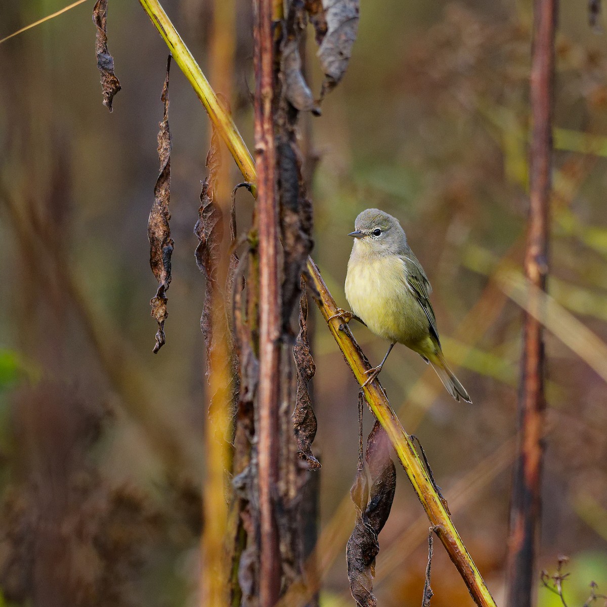 Orange-crowned Warbler - ML644479880