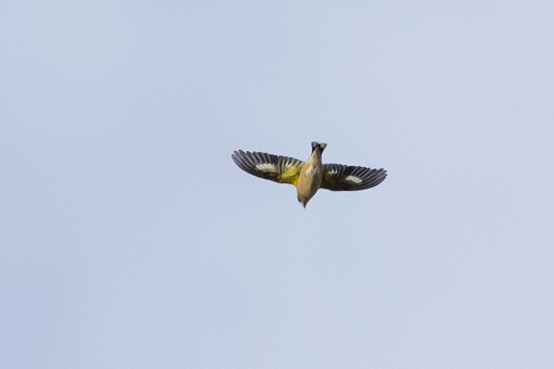 キビタイシメ - ML644479905