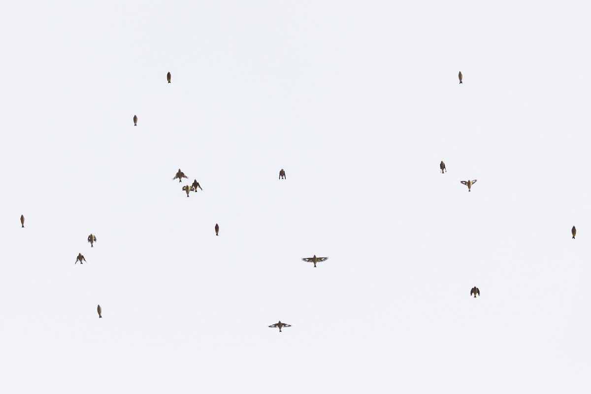 キビタイシメ - ML644479906