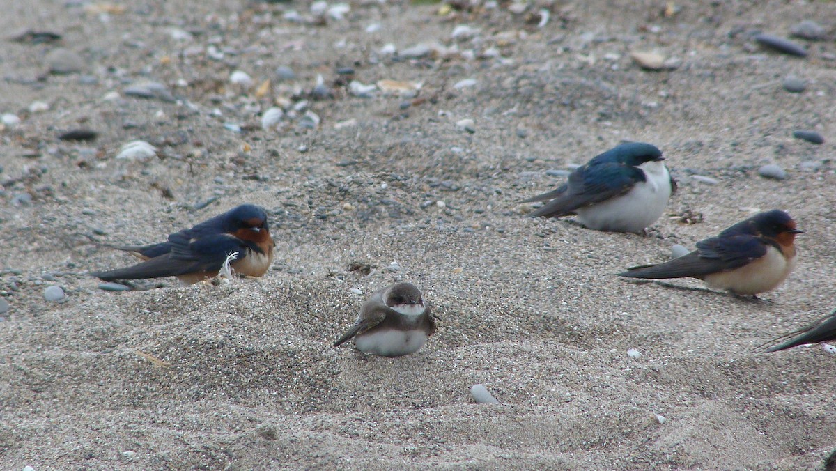 Bank Swallow - ML644479908