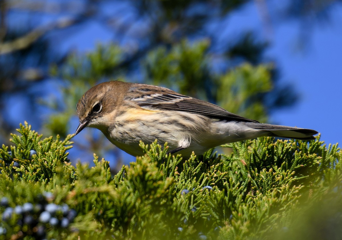 Yellow-rumped Warbler - ML644479912