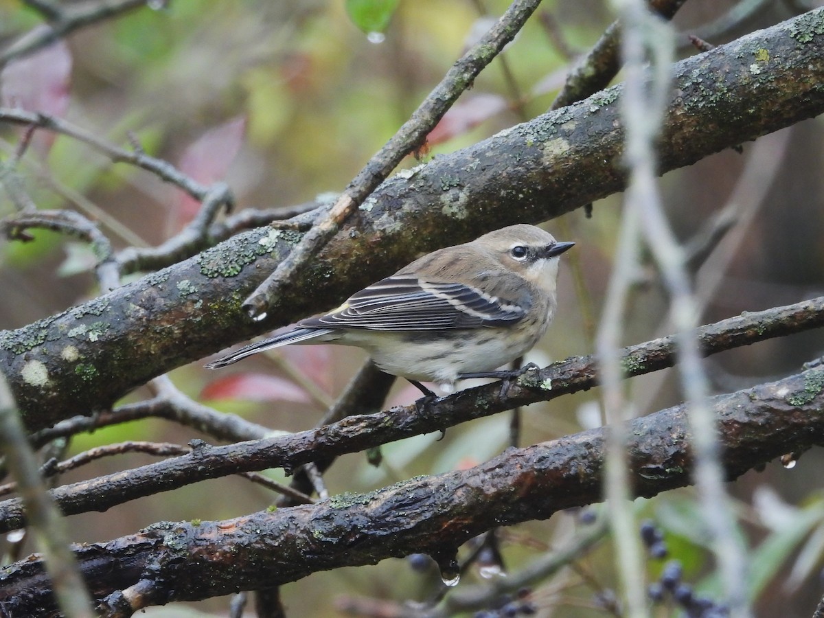 Yellow-rumped Warbler - ML644479915