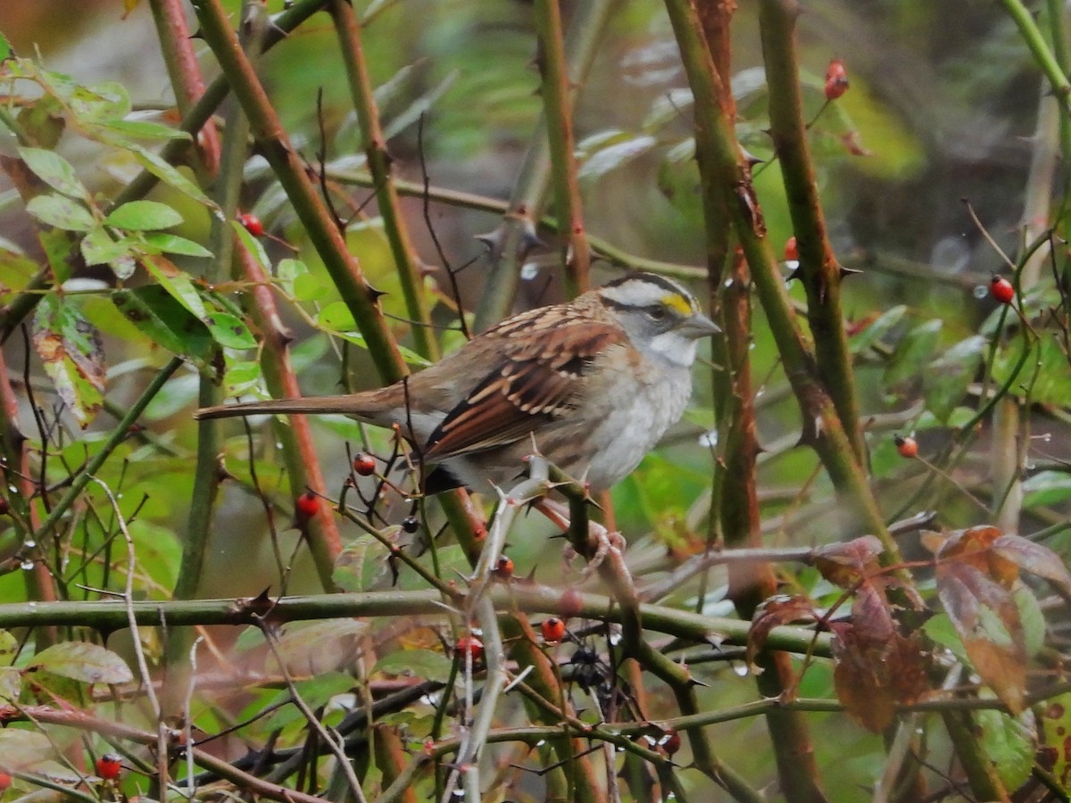 White-throated Sparrow - ML644479921