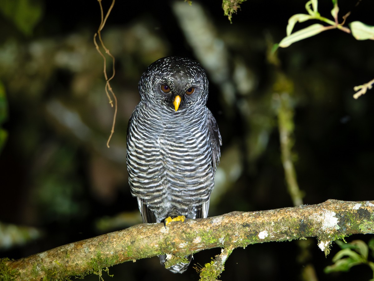 Black-banded Owl (San Isidro) - ML644479923