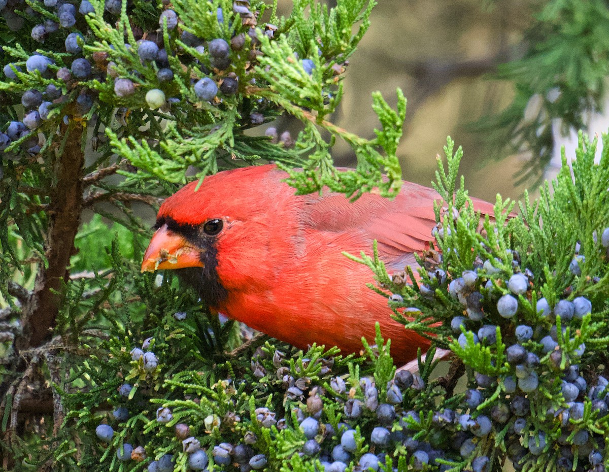Northern Cardinal - ML644479933