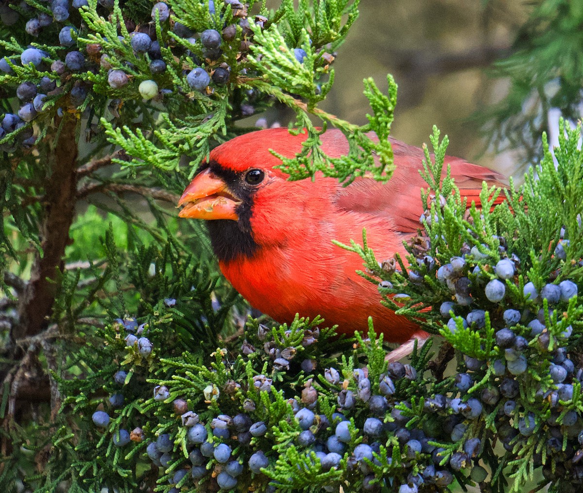 Northern Cardinal - ML644479934