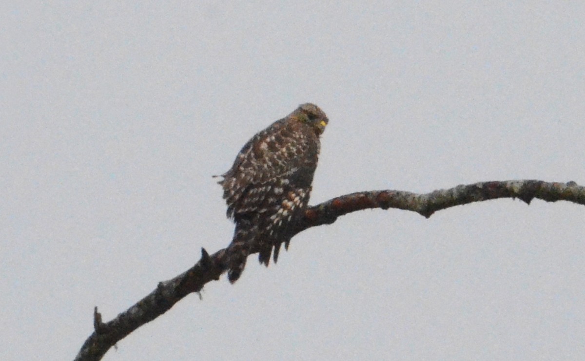 Red-shouldered Hawk - ML644479935