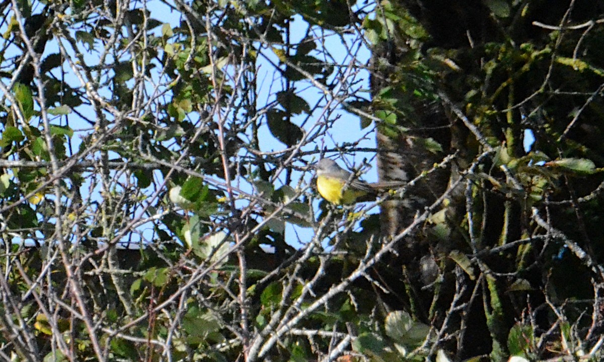 Tropical Kingbird - ML644479944