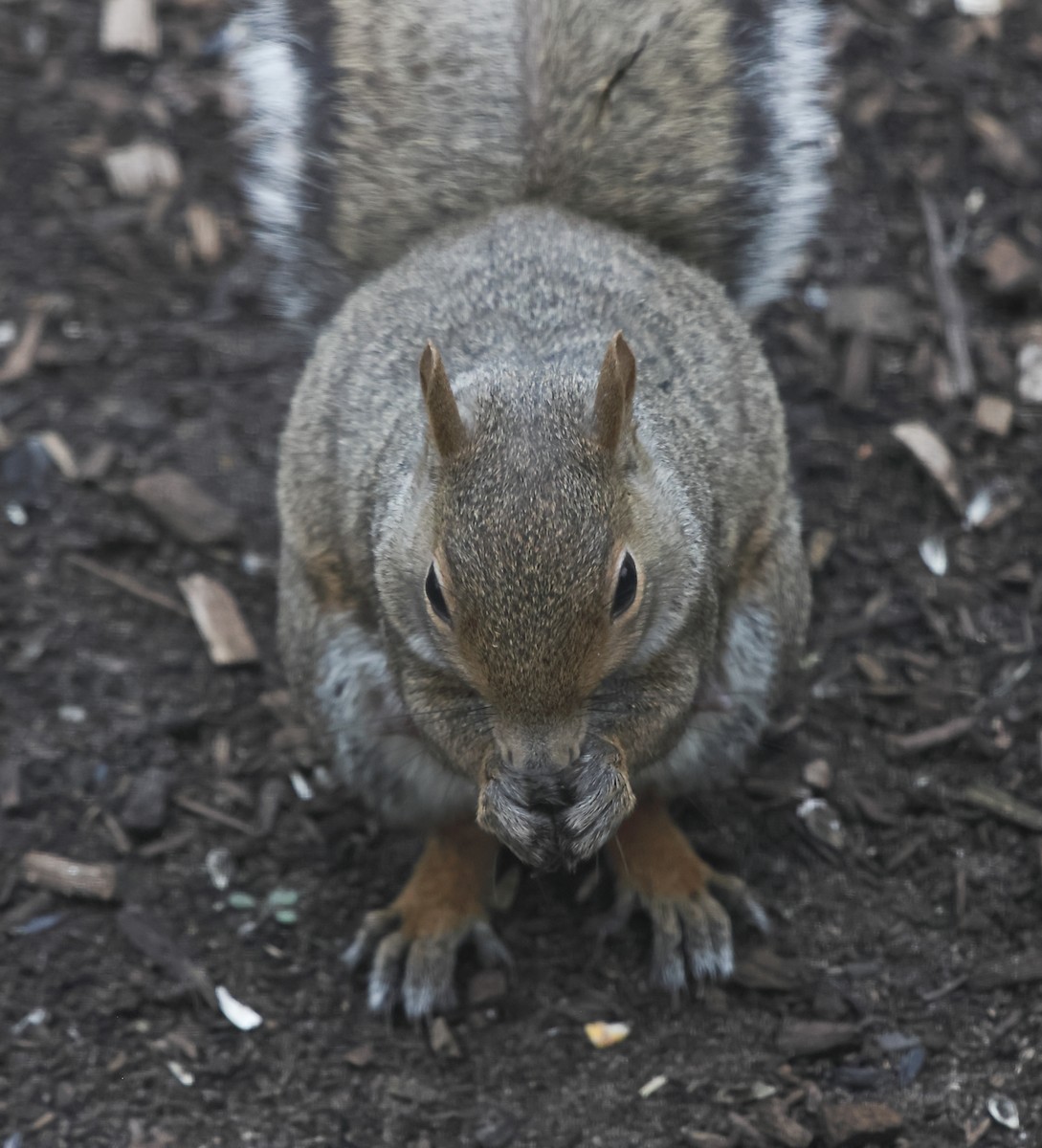 Eastern Gray Squirrel - ML644479958