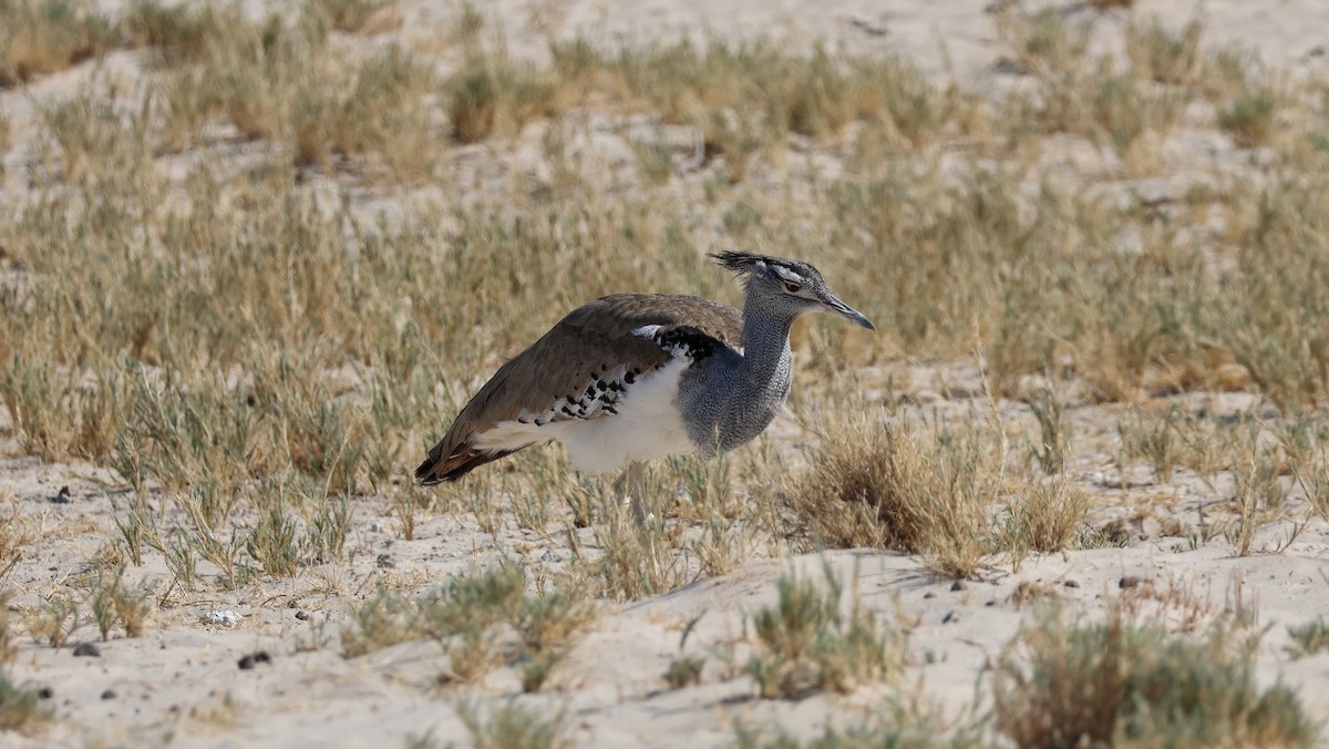 Riesentrappe - ML644479959