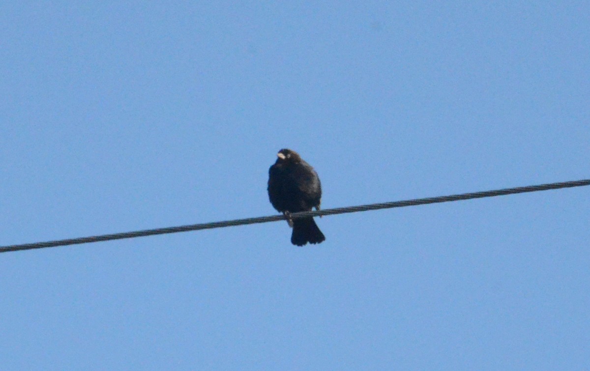 Brown-headed Cowbird - ML644479960