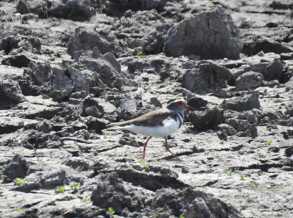 Three-banded Plover - ML644479972