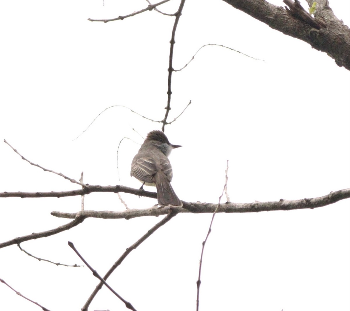 Swainson's Flycatcher - ML644479975