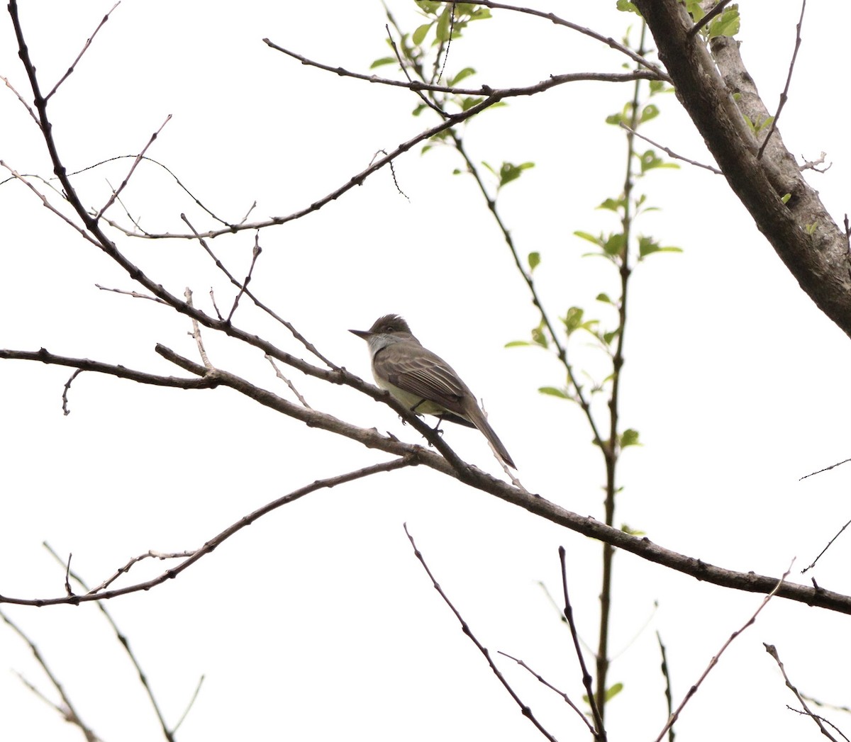 Swainson's Flycatcher - ML644479976