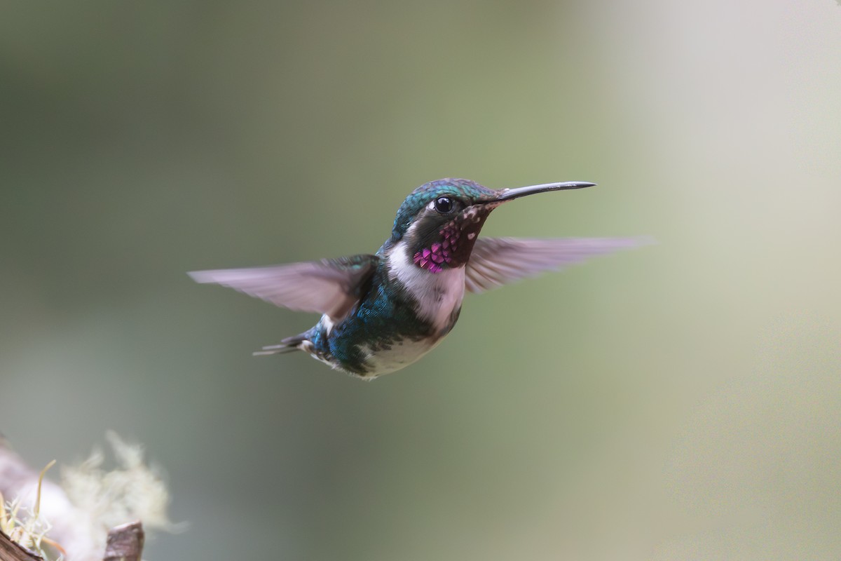 シロハラチビハチドリ - ML644479978