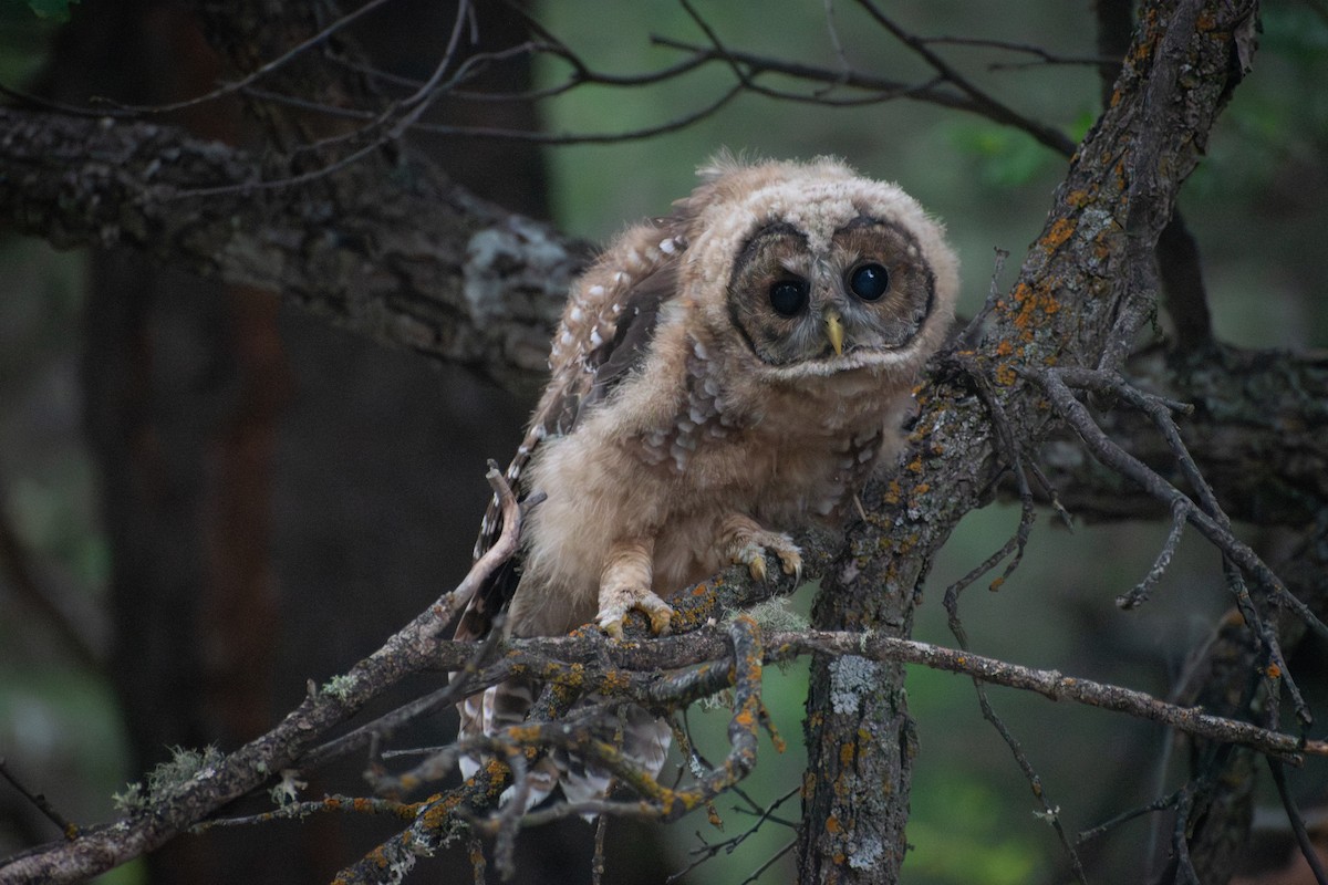 Chouette tachetée (lucida) - ML644479982