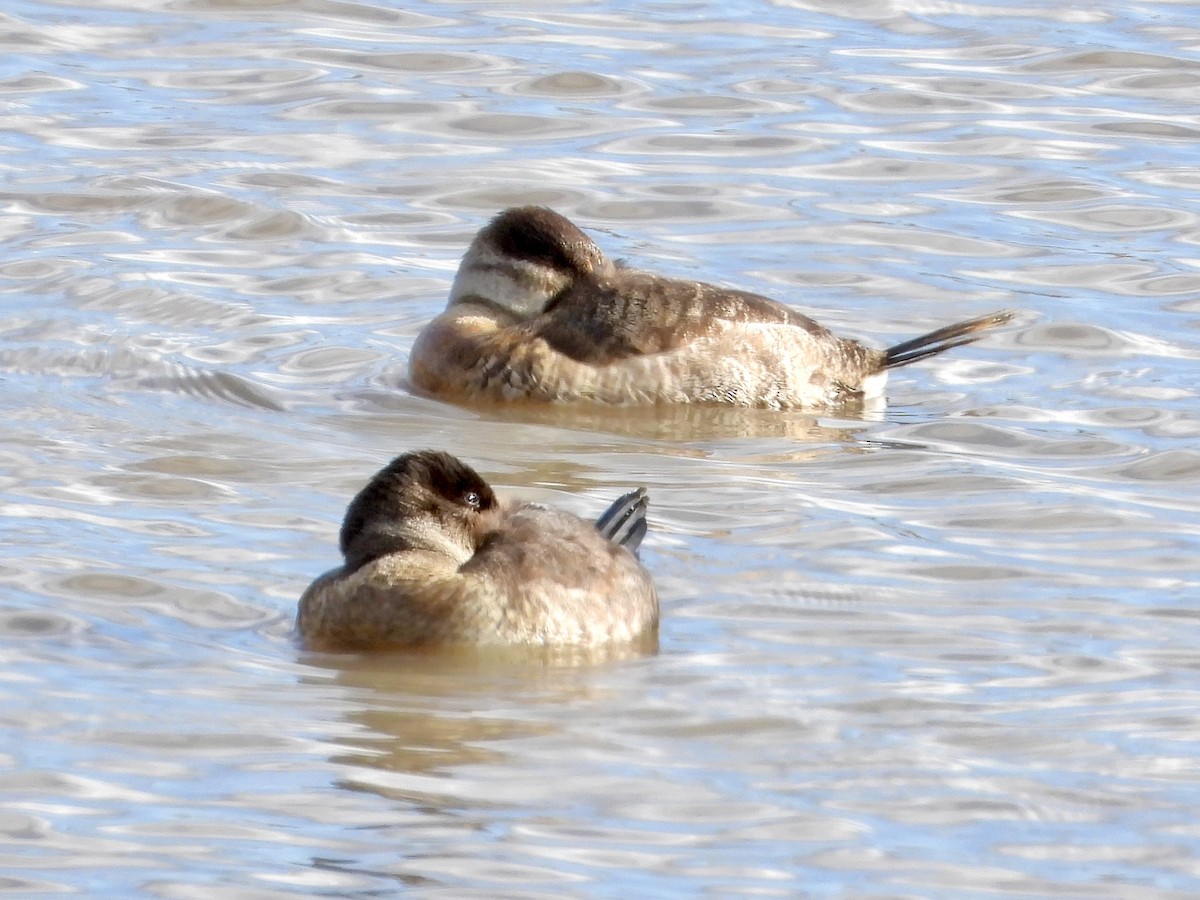 Gobbo della Giamaica - ML644479989