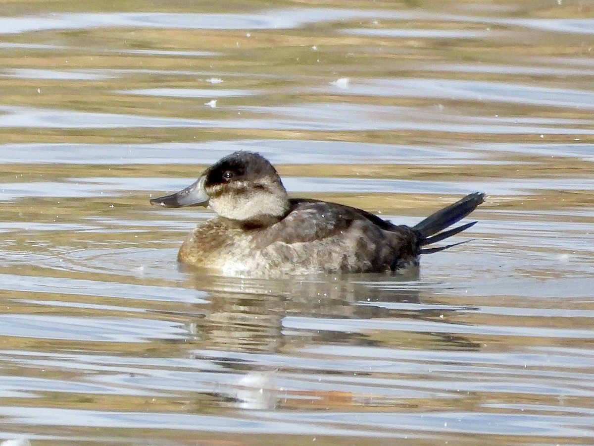 Gobbo della Giamaica - ML644479990