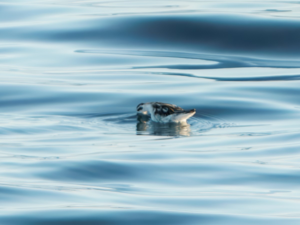 svømmesnipe - ML644479992