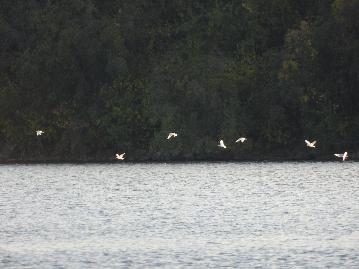 Bonaparte's Gull - ML644479993